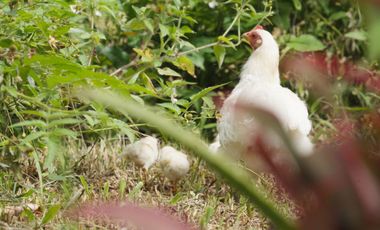 Finca 5 hectáreas con casa