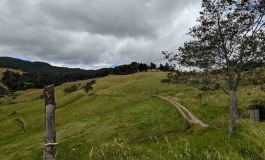 HECTAREAS EN VENTA  40