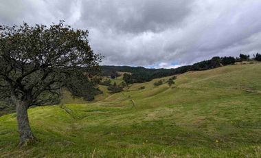 HECTAREAS EN VENTA  40