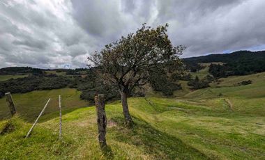 HECTAREAS EN VENTA  40