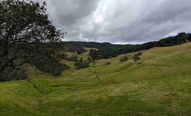 HECTAREAS EN VENTA  40