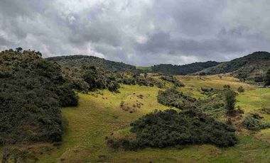 HECTAREAS EN VENTA  40