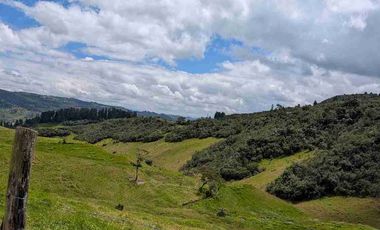 HECTAREAS EN VENTA  40