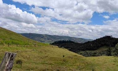 HECTAREAS EN VENTA  40