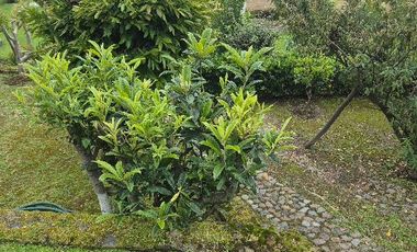 CASA EN VENTA, NEPANTLA