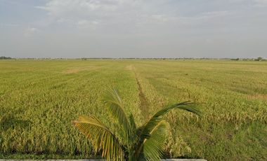 Industrial Land for Sale, Demak City, Jl. Raya Pantura Demak towards Kudus, 4.35 hectares