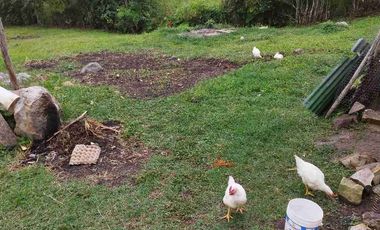 SE VENDE HERMOSA FINCA PEQUEÑA EN LA VEREDA LA TRINIDAD.