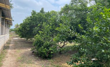 EN VENTA SOLAR PRODUCTIVO EN EJIDO JUAN RINCON