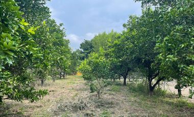 EN VENTA SOLAR PRODUCTIVO EN EJIDO JUAN RINCON