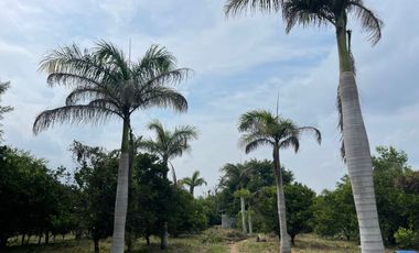 EN VENTA SOLAR PRODUCTIVO EN EJIDO JUAN RINCON