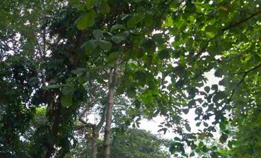 Disewakan Lahan Kosong di Cimanggis Depok