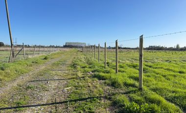 Parcela 5000M2 sector de Paso Alejo km 10 camino a Coihueco Chillán