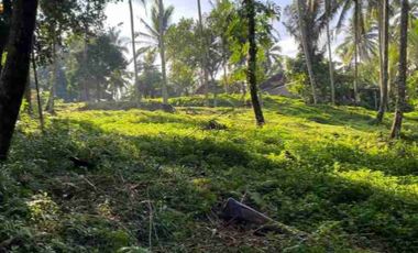 Tanah Kebun di Selemadeg Tabanan Bali