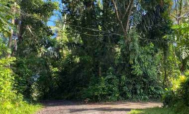 Tanah Kebun di Selemadeg Tabanan Bali