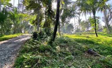 Tanah Kebun di Selemadeg Tabanan Bali
