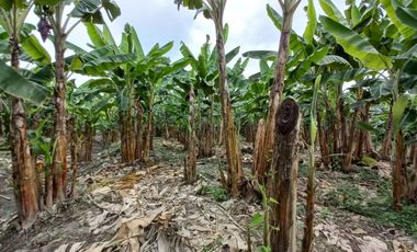 VENTA DE FINCA DE 1,86 HECTAREAS EN MILAGRO