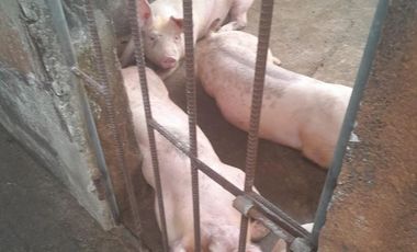 VENTA DE FINCA DE 1,86 HECTAREAS EN MILAGRO