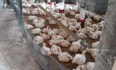 VENTA DE FINCA DE 1,86 HECTAREAS EN MILAGRO