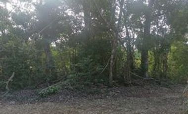 4.5 Ha • Frente de 100 m Sobre La Carretera 307 Corredor Aeropuerto Tulum