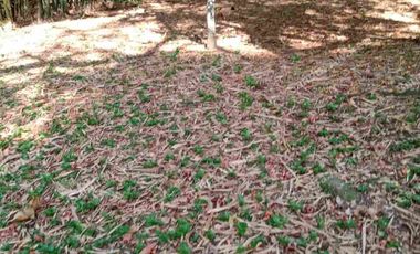 Venta de lote para proyecto de Vivienda