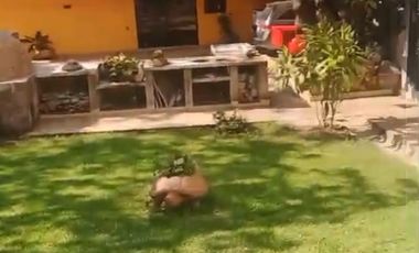 CASA CON TERRAZA EN VENTA EN EL FRACCIONAMIENTO EL ROBLE EN EL ARENAL JALISCO