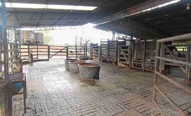 finca ganadera eje cafetero