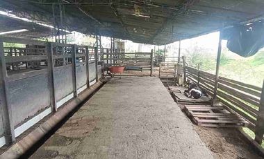 finca ganadera eje cafetero