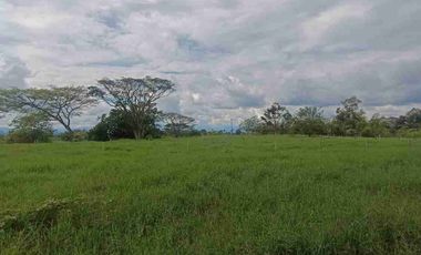 finca ganadera eje cafetero