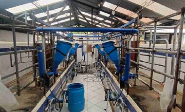 finca ganadera eje cafetero