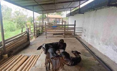 finca ganadera eje cafetero