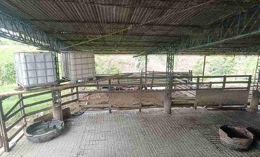 finca ganadera eje cafetero