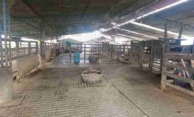 finca ganadera eje cafetero