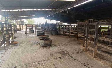 finca ganadera eje cafetero