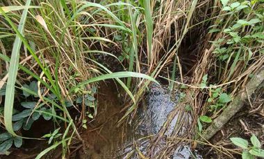finca ganadera eje cafetero