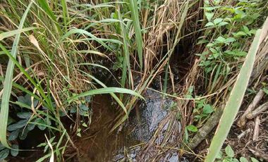 finca ganadera eje cafetero