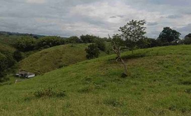 finca ganadera eje cafetero