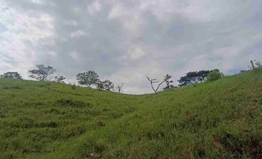 finca ganadera eje cafetero