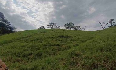 finca ganadera eje cafetero