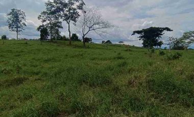 finca ganadera eje cafetero