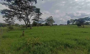 finca ganadera eje cafetero