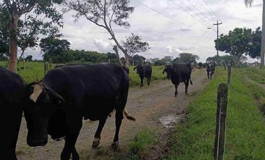 finca ganadera eje cafetero