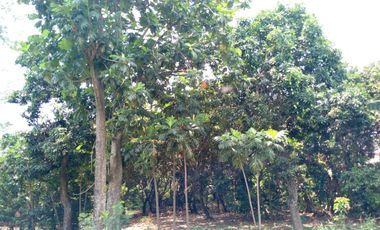 Dijual Tanah Darat Bebas Banjir Di Plemahan Kediri Jawatimur