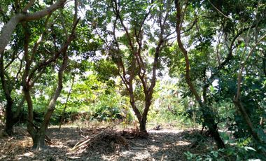 Dijual Tanah Darat Bebas Banjir Di Plemahan Kediri Jawatimur