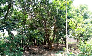 Dijual Tanah Darat Bebas Banjir Di Plemahan Kediri Jawatimur