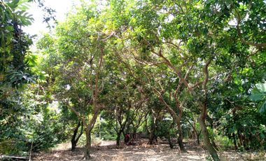 Dijual Tanah Darat Bebas Banjir Di Plemahan Kediri Jawatimur