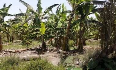 ¡Ocasión, Gran Terreno en Mala 16,500 m² a 5 Min de La Pan. Sur!