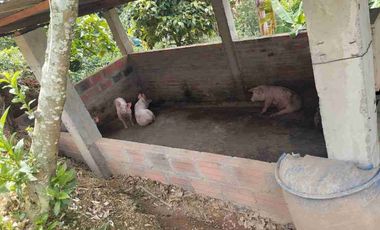 🏠Vendo casa Finca la Virginia -Blaboa