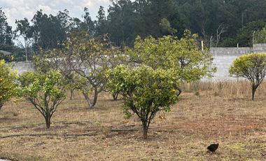 Vendo 3100 m² de Terreno en Pifo, Cerca de Via Principal