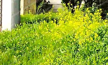 Comercial  c/ 2 CASAS-Centro Llolleo