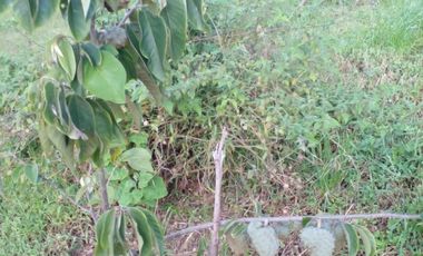 Hermosa propiedad productiva con casa de 2.8 hectarias en Palmas